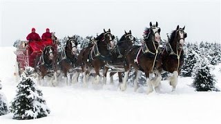 Image Makeover for Budweisers Clydesdales [upl. by Aikas287]