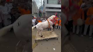 Rajsthan horse dance 🤟horse horrorstories horselover viralvideo views viralshorts trending [upl. by Naryb]