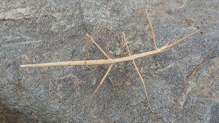 Walking Stick insect  Real Stick Man  Phasmatodea [upl. by Bogey]