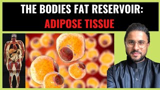 Science of Obesity  Adipose Tissue The Bodies Fat Reservoir Pt I [upl. by Nolra]