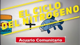 El ciclo del nitrogeno en un acuario [upl. by Nomihs]