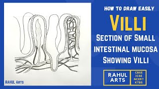 How to draw Villi Easily Step by Step  Section of Small intestinal mucosa Showing Villi [upl. by Ennayelhsa217]