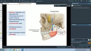 Anatomy of the Temporal Fossa  Dr Ahmed Farid [upl. by Adnohsek]