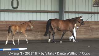 Viviana N  2023 filly by Vitalis Dante Weltino  Gold Filly Award [upl. by Sirtaeb314]