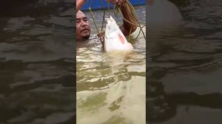 Unique Way of Catching fish fishing fish catfish fishinglife uk usa shorts [upl. by Yrreiht]