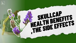 Skullcap Health Benefits The Side Effects and Dosage [upl. by Ardussi]