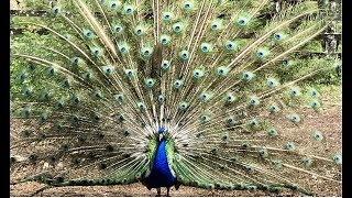 Pavão abrindo o Leque câmera Lenta Pavão indiano Peacock Peafawl [upl. by Ayotal781]