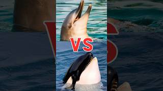 Delfino vs Orca Le Differenze Svelate delfino orca shorts [upl. by Xel]