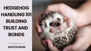 Handle Like a Pro Tips and Techniques for Your Hedgehog  Building a Strong Relationship [upl. by Yemarej]