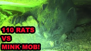 INFESATION of Rats vs Mob of Mink and Dogs [upl. by Ynoyrb]