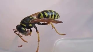 Polistes sp ест гусеницу Plodia interpunctella [upl. by Nnaira]