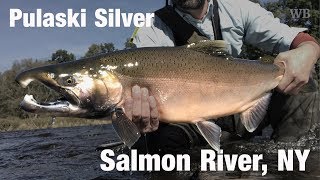 Fly Fishing Pulaski Silver Salmon River NY  Wooly Bugged [upl. by Allerus]