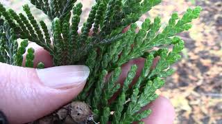 Western red cedar Thuja plicata [upl. by Anirok]