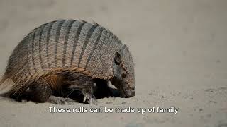 Armadillo The Armor Clad Mammal [upl. by Hannahc]