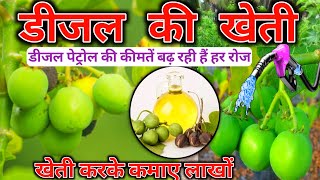 Jatropha plant ki kheti Jatropha plant  jatropha biodiesel production  biodiesel Jatropha [upl. by Anyat]