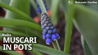 How To Plant MuscariGrape Hyacinth Bulbs in Pots [upl. by Gill]