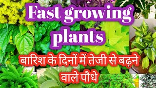 Fast growing plants by cutting in rainy season [upl. by Ahsurej]