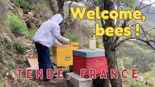 We finally have bees 🐝🐝🐝🍯  beekeeping with TiminTende [upl. by Yesllek]