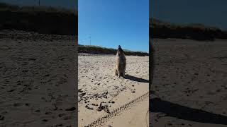 A LEONBERGER ENJOYING LIFE dog leonberger beach [upl. by Nerwal640]