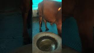 bachrafarming rajputana rajput gircow business shortsvideo veterinary status reels cow [upl. by Lalaj278]