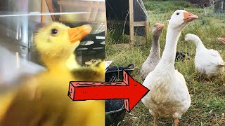 From Egg to Goose in 6 Minutes TIMELAPSE [upl. by Siroled]