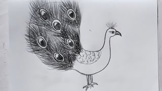 Peacock drawing  how to draw peacock step by step [upl. by Ativak]