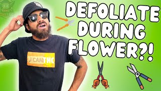 DEFOLIATION GOOD OR BAD  Lollipopping Schwazzing and Pruning [upl. by Yssej]