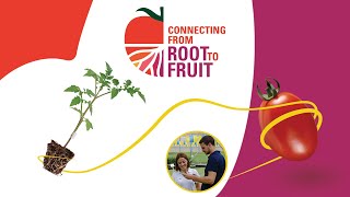 “Connecting from Root to Fruit” A New Signature for Tomato and Rootstock Expertise [upl. by Nerrak339]