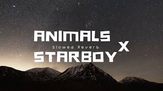 Animals X Starboy  SlowedReverb [upl. by Theone]