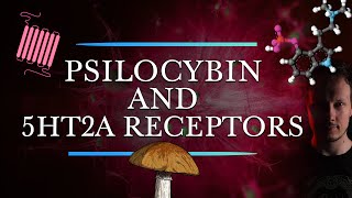 Psilocybin and 5HT2A receptors  Are They Necessary for the Therapeutic Effects [upl. by Osrock]