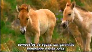 Documentário  Cavalos [upl. by Eleon]