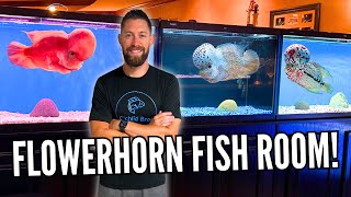 PRIVATE TOUR Inside Beautiful FLOWERHORN FISH ROOM [upl. by Vijar]