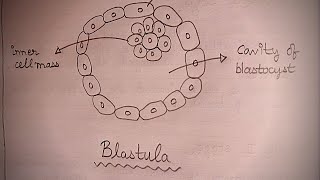 BLASTULA  How To Draw Blastula In Just 2 Minutes  Well Labelled Blastula Diagram  Biology Diagram [upl. by Alyacim428]