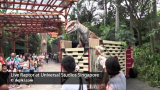 Live Raptor at Jurassic Park Universal Studios Singapore  dejikicom [upl. by Nibor]