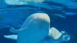 Marineland Commerical  Beluga Whales 1 [upl. by Robinetta290]