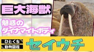 ひとくち動物図鑑48 セイウチ～魅惑のダイナマイトボディ～ VOICEROID解説 [upl. by Lynnet314]