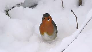 Rotkehlchen im Schnee  zu Besuch in meinem Garten erithacus rubecula [upl. by Keller240]