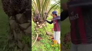 Pruning the Khajoor Plant Gardening HardWork [upl. by Edwina399]