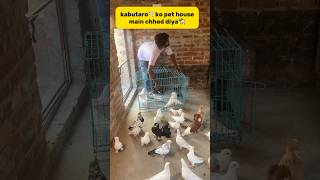 Kabutaro🕊️ko pet house main chhod diya🏠 petlover minivlog pigeonvlogger birds pigeon [upl. by Cheng]