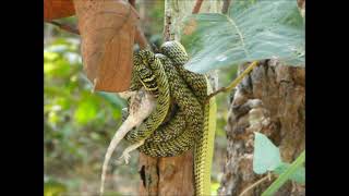 Golden tree snake Chrysopelea ornata feeding on a gecko in Thailand [upl. by Suchta]