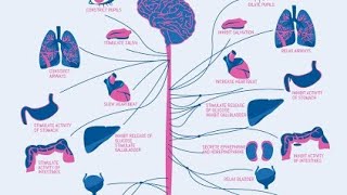 Cholinergic neurotransmission 1 [upl. by Baiss]