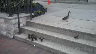 Ducklings vs Stairs [upl. by Mord]