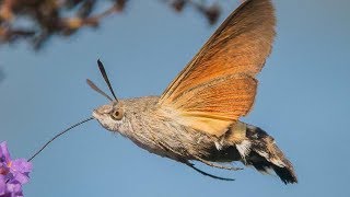 Hummingbird HawkMoth  Animal of the Week [upl. by Vassell459]