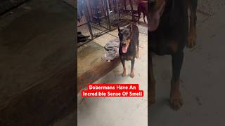 Rivaling That Of Bloodhounds doglover dog cutedog happydog doberman shorts viralshort dogo [upl. by Barbie]