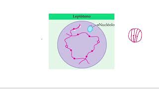 Chapter10 Cell Cycle and Cell Division Class 11 Part 9meiosis Division Prophase 1st pcbrealm [upl. by Chemosh]