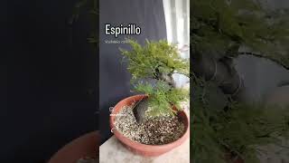 Espinillo Vachellia caven [upl. by Leela524]