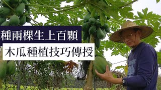 木瓜種植方法教學，四個要點，讓兩棵木瓜生百顆以上  阿星種植 [upl. by Stephani881]