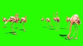 Green Screen Animals Pink Flamingo  Footage PixelBoom [upl. by Iphagenia129]