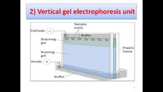 Vertical Gel Electrophoresis and SDS PAGE [upl. by Shaughnessy]