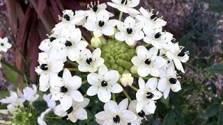 Ornithogalum saundersiae  FarmerGracycouk [upl. by Thaddeus]